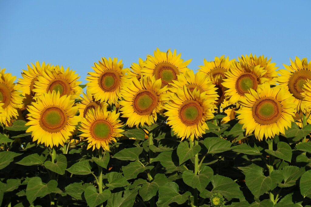 sunflowers, bright, sunny-3512654.jpg